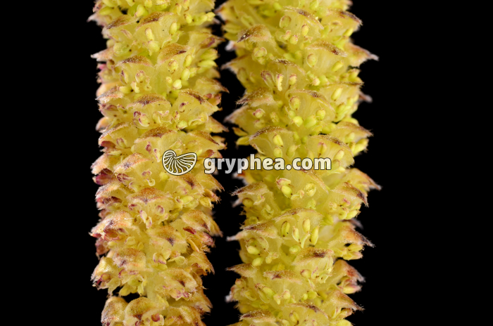 Noisetier (Corylus avellana) - Chatons et fleurs mâles - gryphea.com